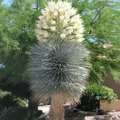 Yucca rigida - Blue Yucca