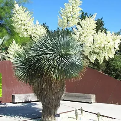 Yucca rostrata - Beaked Yucca