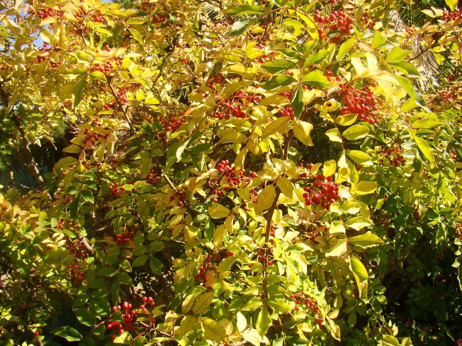 Zanthoxylum simulans - Chinese Pepper Tree, Sichuan Pepper, Chinese Prickly-ash - Image 5