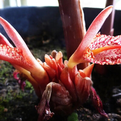 Zingiber rubens - Zingiber, Bengal Ginger, Ingefäror, Gingembre du Bengale