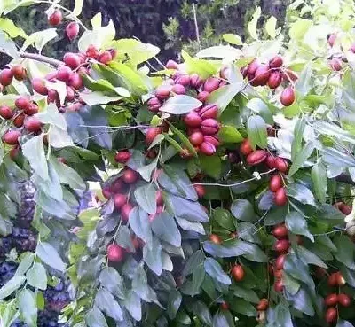 Ziziphus jujuba / Paliurus mairei / Rhamnus jujuba - Jujube, Red date, Chinese date