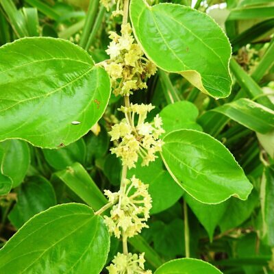 Ziziphus mauritiana - Indian Jujube, Indian Plum, Chinese Apple, Indian Date, Chinese Date, Dunks - 5.00