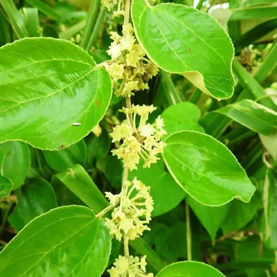 Ziziphus mauritiana - Indian Jujube, Indian Plum, Chinese Apple, Indian Date, Chinese Date, Dunks