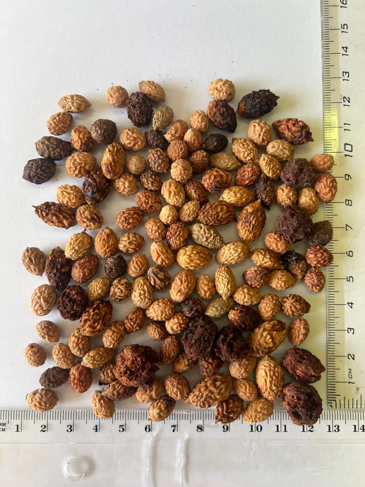 Ziziphus mauritiana - Indian Jujube, Indian Plum, Chinese Apple, Indian Date, Chinese Date, Dunks - Image 16