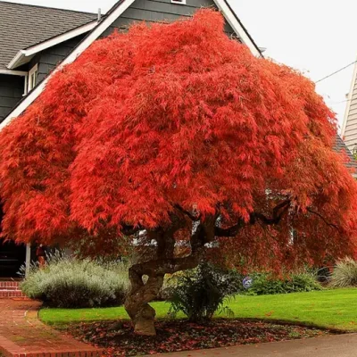 Acer palmatum  - Atropurpureum, Bloodgood, Maple leaf lace, maple cascade