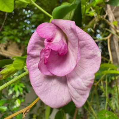 Clitoria ternatea 'Double Pink' - Double Pink Butterfly Pea, Pink Butterfly Pea, Double Flower Butterfly Pea