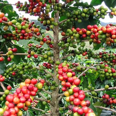 Coffea arabica 'Castillo' - Castillo Coffee, Arabica Coffee ‘Castillo’