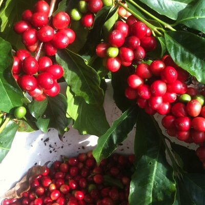 Coffea arabica 'Catuai' - Catuaí Coffee, Catuaí Arabica Coffee