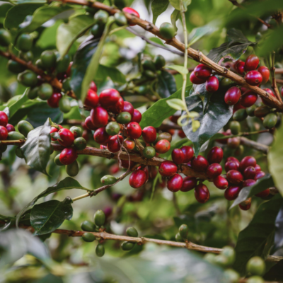 Coffea arabica 'Himalaya' - Himalaya Coffee, Himalayan Arabica Coffee