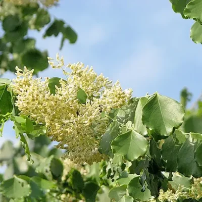 Dalbergia latifolia - Black rosewood , Blackwood, Bombay Black wood tree