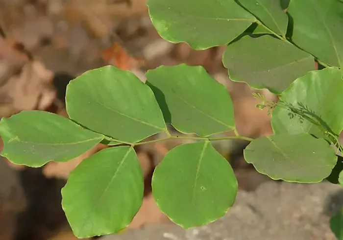 Eetti Tree Dalbergia latifolia — Indian Rosewood | Grow the most coveted wood on ...