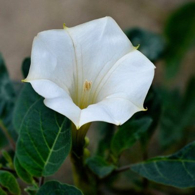 Datura metel ‘White’ - White Devil’s Trumpet, White Datura, Hindu Datura