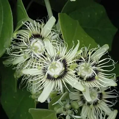 Passiflora auriculata / Passiflora torta / Cieca auriculata - Passionfruit Black Sweet Maracuja, Black Sweet Granadilla