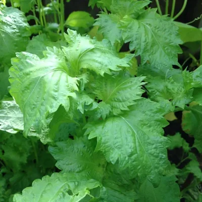 Perilla frutescens - Korean Perilla, Shiso, Deulkkae, Beefsteak Plant
