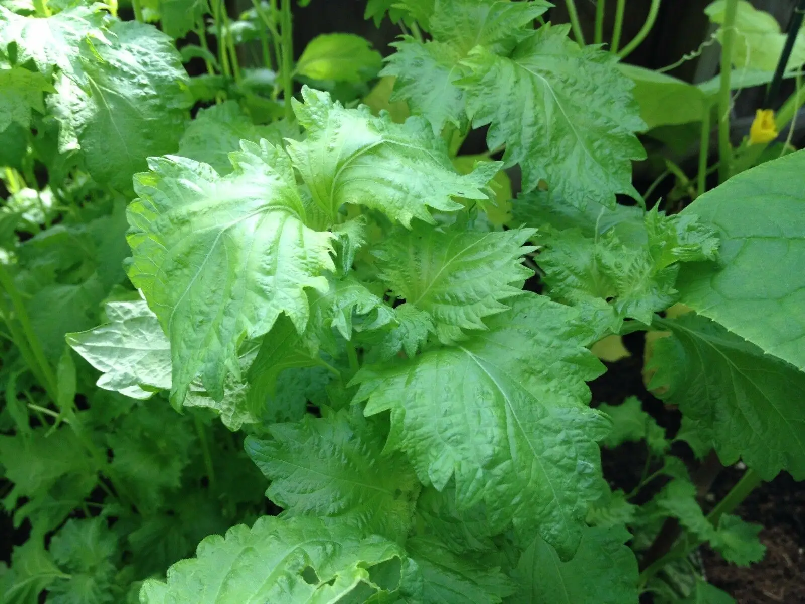 Perilla frutescens — Korean Perilla, Shiso | The Culinary Leaf That Wraps, Heals & Enchants