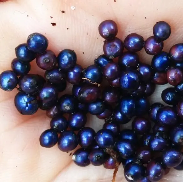 Pollia condensata — Marble Berry | The Brightest Blue in Nature's Palette - Image 7