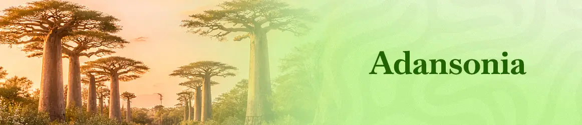 quinta-dos-ouriques-seeds-adansonia