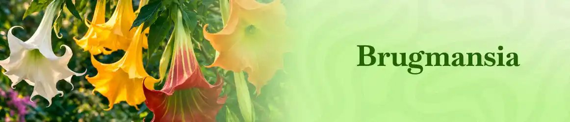 quinta-dos-ouriques-seeds-brugmansia