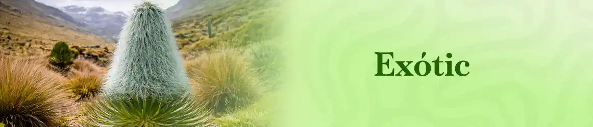 quinta-dos-ouriques-seeds-exotic