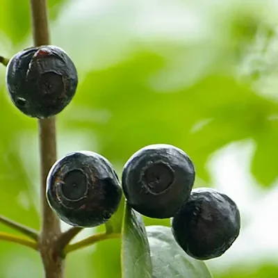 Santalum album - Indian Sandalwood, Sacred Timber