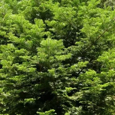 Abies grandis — Giant Fir | Citrus-Scented Needles for Premium Essential Oil & Medicinal Tea