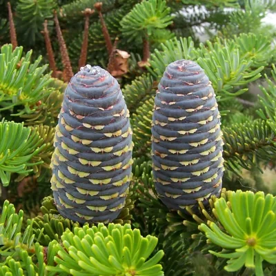 Abies pindrow — West Himalayan Fir | A Living Monument to Mountain Majesty