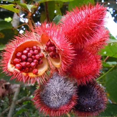Bixa orellana — Achiote | Grow Your Own Liquid Gold Dye