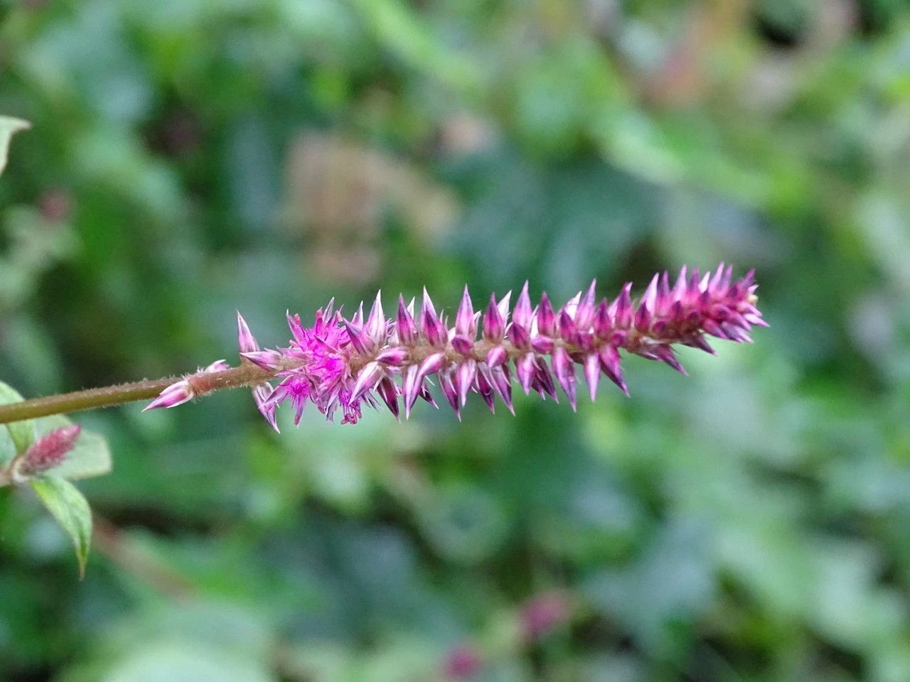 Achyranthes aspera - Apamarga, Chaff-flower, Prickly chaff flower, Devil's horsewhip - Image 2