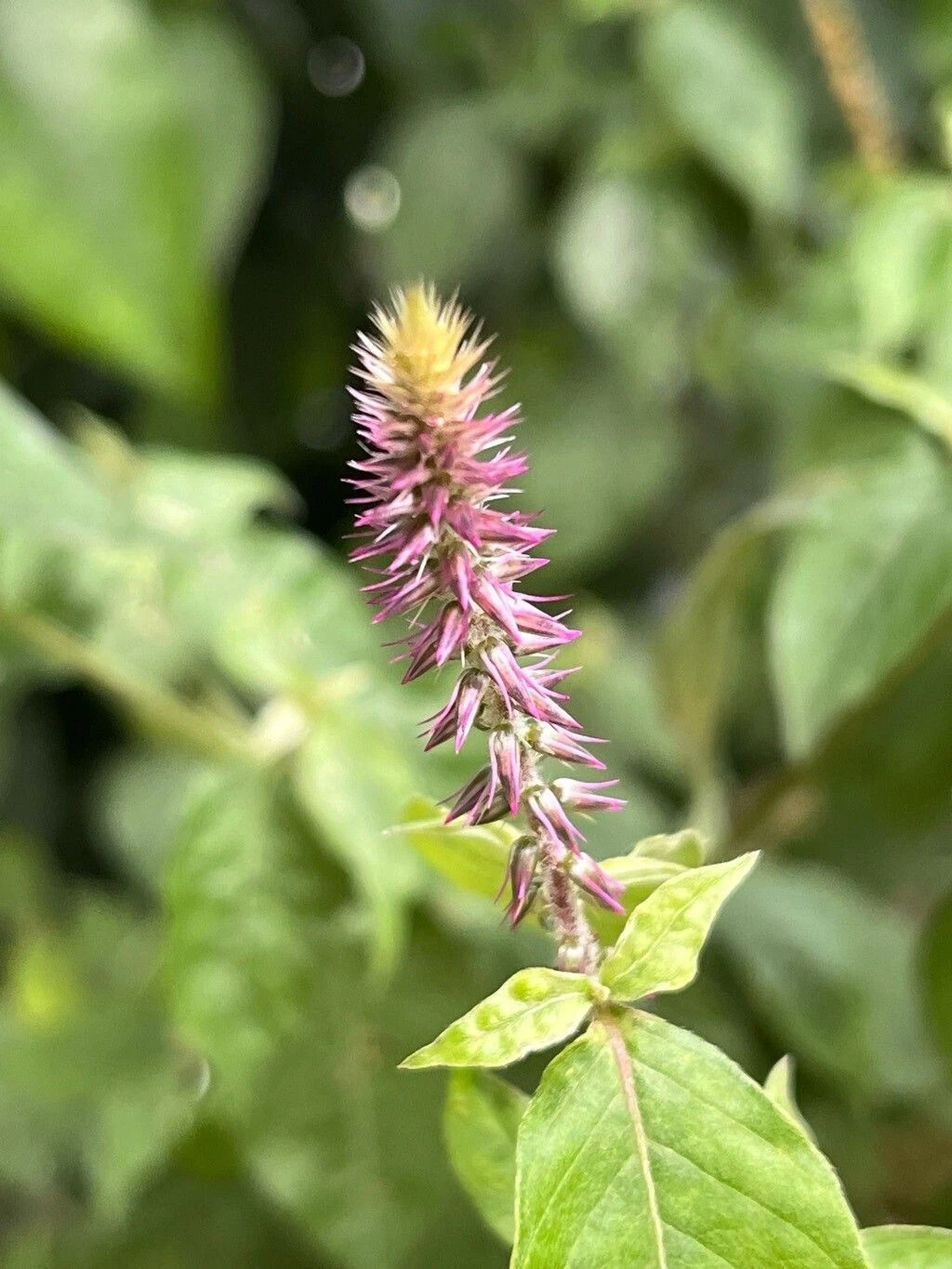 Achyranthes aspera - Apamarga, Chaff-flower, Prickly chaff flower, Devil's horsewhip