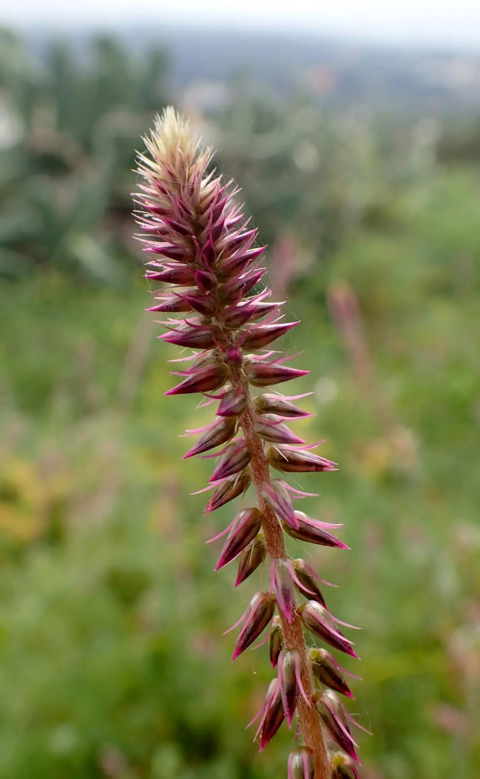 Achyranthes aspera - Apamarga, Chaff-flower, Prickly chaff flower, Devil's horsewhip - Image 4