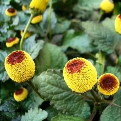 Acmella oleracea — Electric Daisy | The Tingling Sensation That Changes Everything