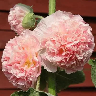 Alcea rosea 'Chater's Double Salmon Pink' — Medicinal Hollyhock | Silken blooms, healing tradition