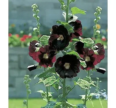 Alcea rosea 'Nigra' — Black Hollyhock | Herbal Medicine Marvel