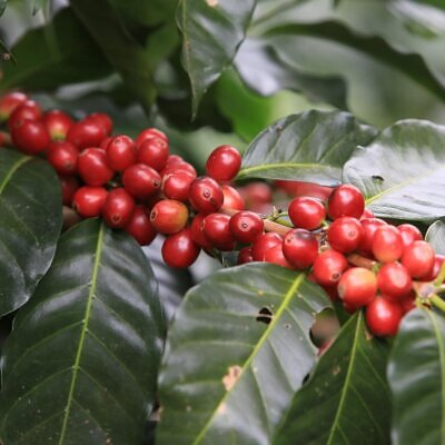 Coffea arabica 'IHCAFE 90' - IHCAFE 90 Coffee, Arabica Coffee ‘IHCAFE 90’