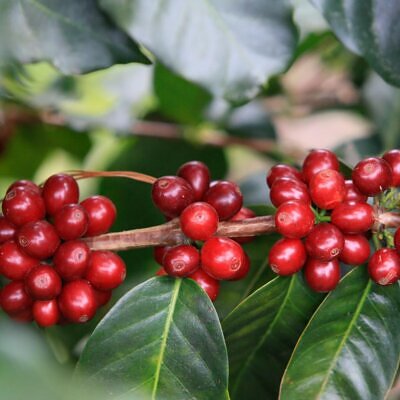 Coffea arabica 'Lempira' - Lempira Coffee, Arabica Coffee ‘Lempira’