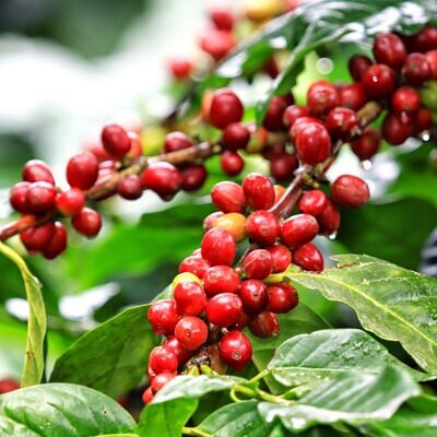 Coffea arabica 'Obatã' - Obatã Coffee, Arabica Coffee ‘Obatã’