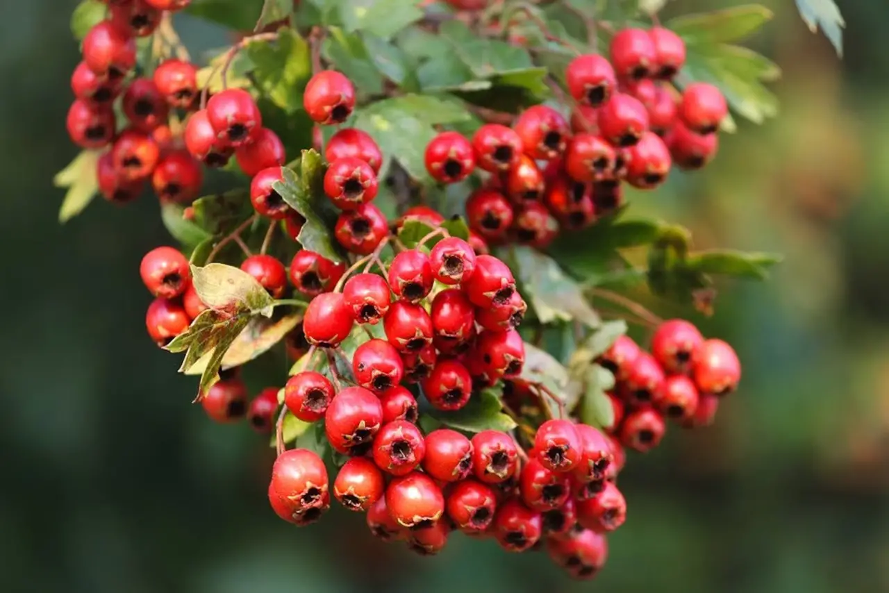 Crataegus monogyna — English Hawthorn | The Cardiac Herb - Image 4