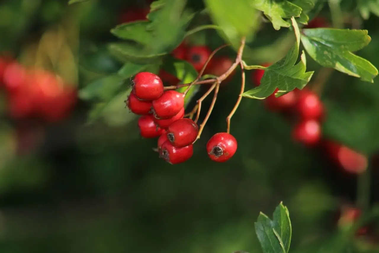 Crataegus monogyna — English Hawthorn | The Cardiac Herb - Image 5