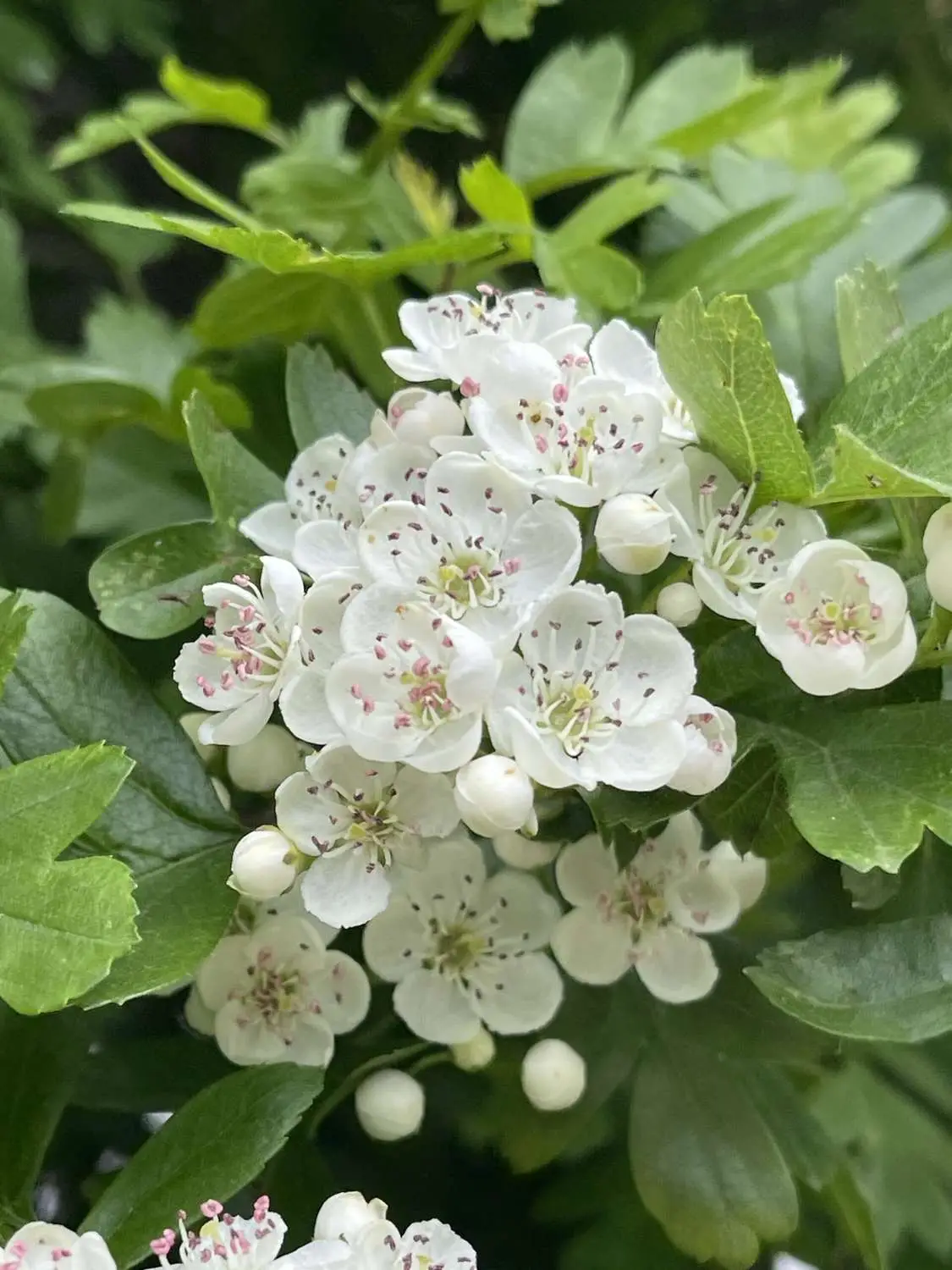Crataegus monogyna — English Hawthorn | The Cardiac Herb - Image 12