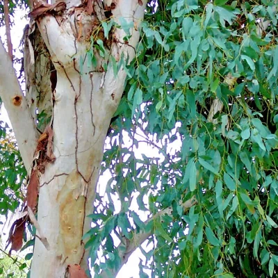 Eucalyptus camaldulensis — River Red Gum | The Beekeeper's Gold