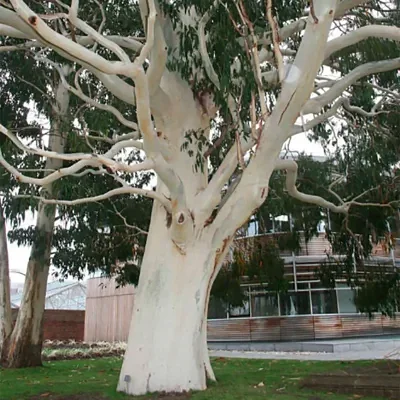Eucalyptus dalrympleana — Mountain White Gum | Radiant White Bark, Aromatic Leaves & Beekeeper's Dream