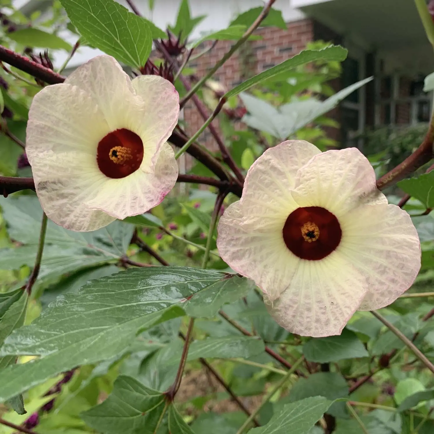 Hibiscus sabdariffa / Sabdariffa rubra / Abelmoschus cruentus - Roselle, Jamaican Sorrel, Florida Cranberry, Indian Roselle, Red Sorrel - Image 3