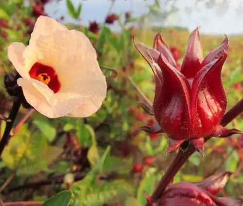 Hibiscus sabdariffa / Sabdariffa rubra / Abelmoschus cruentus - Roselle, Jamaican Sorrel, Florida Cranberry, Indian Roselle, Red Sorrel - Image 15