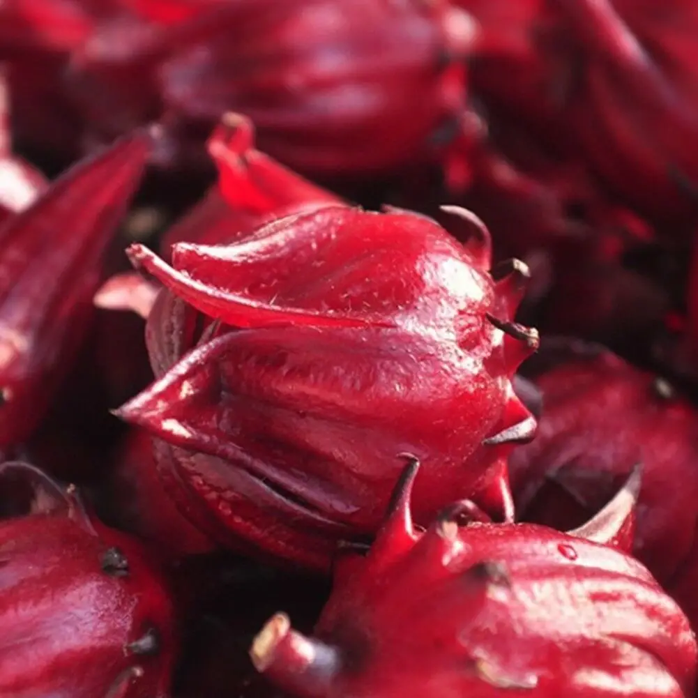 Hibiscus sabdariffa / Sabdariffa rubra / Abelmoschus cruentus - Roselle, Jamaican Sorrel, Florida Cranberry, Indian Roselle, Red Sorrel - Image 16