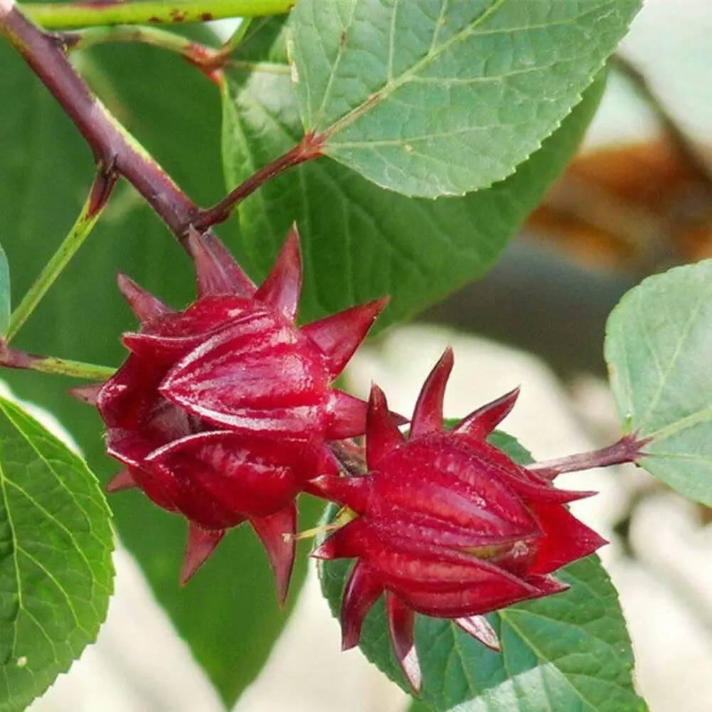 Hibiscus sabdariffa / Sabdariffa rubra / Abelmoschus cruentus - Roselle, Jamaican Sorrel, Florida Cranberry, Indian Roselle, Red Sorrel - Image 18