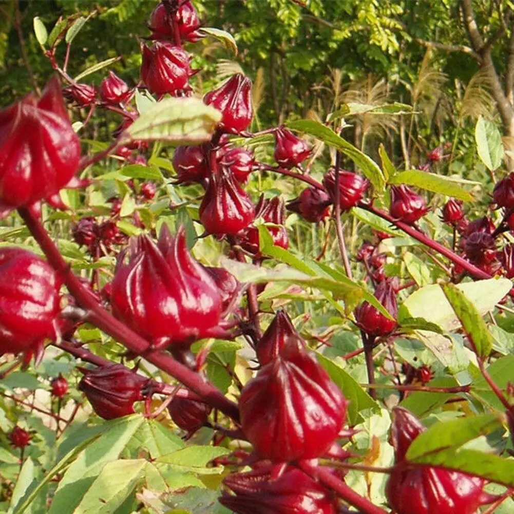 Hibiscus sabdariffa / Sabdariffa rubra / Abelmoschus cruentus - Roselle, Jamaican Sorrel, Florida Cranberry, Indian Roselle, Red Sorrel - Image 19