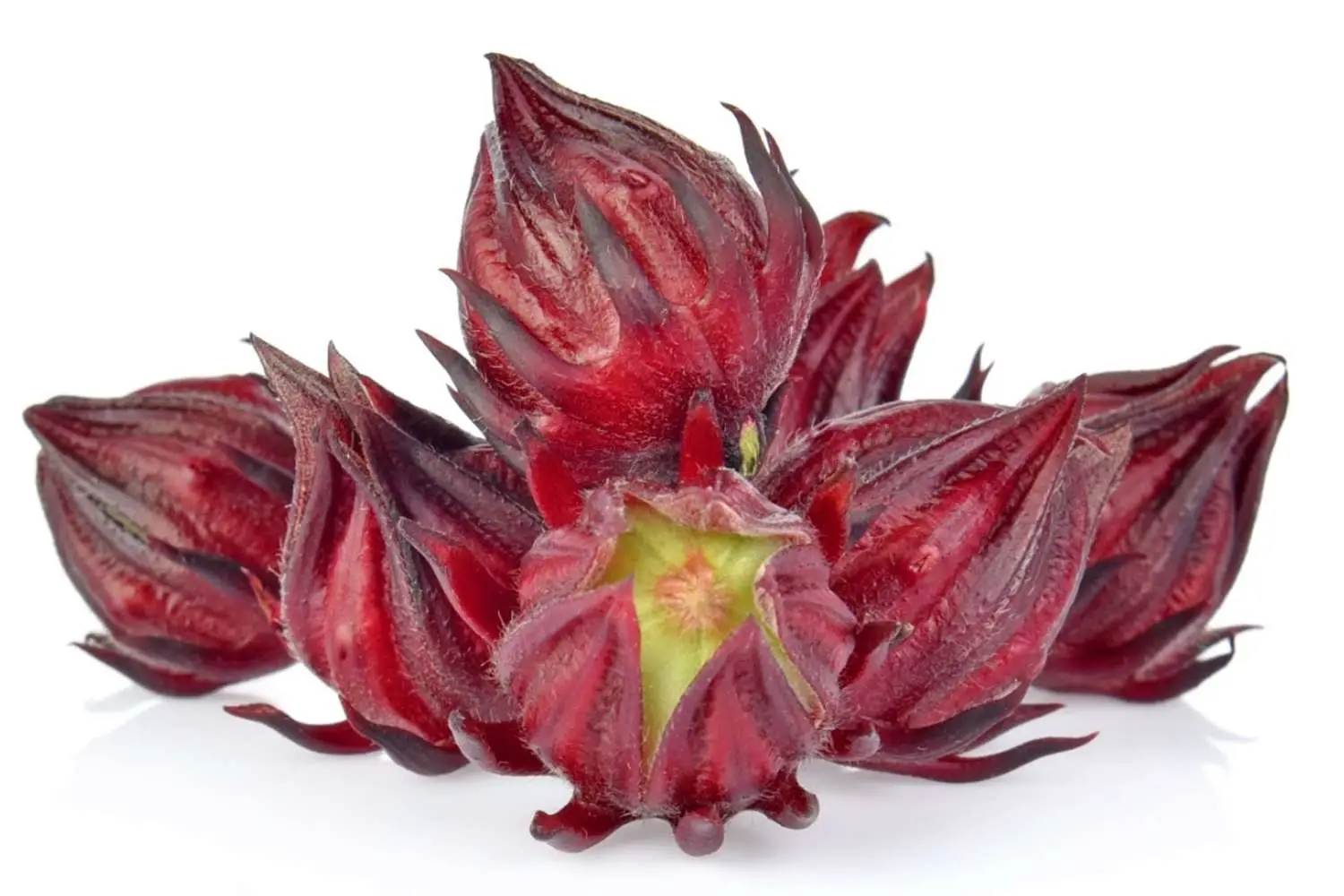 Hibiscus sabdariffa / Sabdariffa rubra / Abelmoschus cruentus - Roselle, Jamaican Sorrel, Florida Cranberry, Indian Roselle, Red Sorrel
