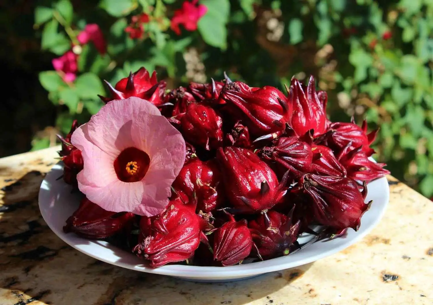 Hibiscus sabdariffa / Sabdariffa rubra / Abelmoschus cruentus - Roselle, Jamaican Sorrel, Florida Cranberry, Indian Roselle, Red Sorrel - Image 27