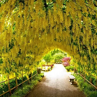 Laburnum anagyroides - Golden Chain Tree, Golden Rain Tree