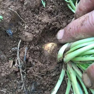 Lepidium meyenii — Peruvian Maca | The Ancient Root of Power & Vitality